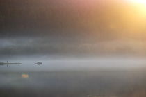 Mists rising from a forest lake are illuminated by the seting sun by Intensivelight Panorama-Edition
