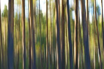 Pine forest in summer - blurred by Intensivelight Panorama-Edition
