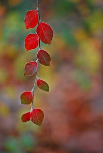 Herbstleuchten... 1 by loewenherz-artwork