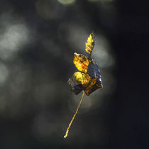 Goldenes Blatt im Wind by Ursula Schmidt