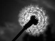 Pusteblume von Christian Mueller