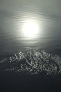 The morning sun is reflected in a lake where seagrass is floating on the surface by Intensivelight Panorama-Edition