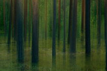 Mysterious pine forest on a summer evening by Intensivelight Panorama-Edition