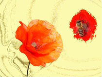 Klatschmohn by Birgit Knodt