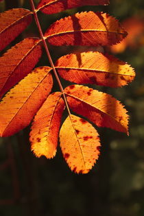 Vibrant colored rowan tree leaf in autumn von Intensivelight Panorama-Edition