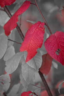 Fragile red leaves on an autumn colored shrub - duotone by Intensivelight Panorama-Edition