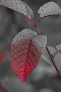 Leaf turning red where it is creased - duotone by Intensivelight Panorama-Edition