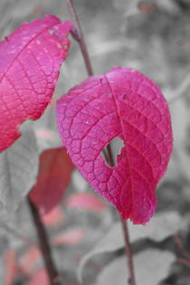 Red autumn leaf with a hole by Intensivelight Panorama-Edition