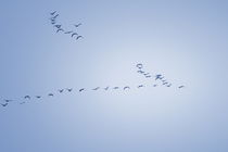 Wild geese are flying in V-formation through the sky - monochrome blue by Intensivelight Panorama-Edition