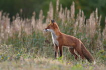 Portrait of a red fox standing in aflowery meadow by Intensivelight Panorama-Edition
