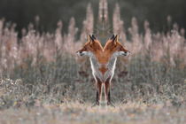 Portrait of a two-headed fox von Intensivelight Panorama-Edition