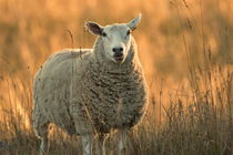 Fluffy sheep looking into the camera on a meadow at sunset by Intensivelight Panorama-Edition
