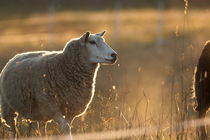 Sheep standing at the fence of its meadow at sunset von Intensivelight Panorama-Edition