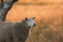 A fluffy sheep is standing on a pasture at sunset von Intensivelight Panorama-Edition