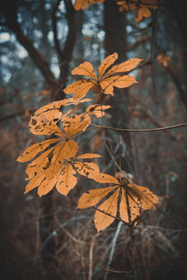 Herbstblätter von Iryna Mathes
