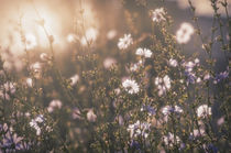 Flowers in Sunlight Garden by Tanya Kurushova