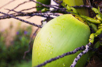 Coconut Palm in Caribbean Garden von Tanya Kurushova