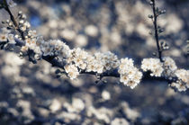 White Flowers in Spring Garden by Tanya Kurushova