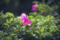 Rose Flower in Summer Garden by Tanya Kurushova
