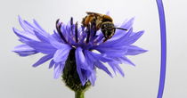 Kornblume mit Biene by Birgit Knodt