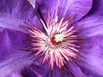 Clematis von Birgit Knodt