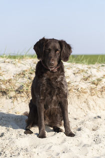 Brauner Münsterländer am Strand von Heidi Bollich