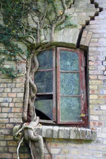 Historisches Mauerwerk mit Fenster und Efeuranken von Steffani Lehmann