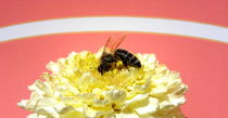 Tagetes mit Biene by Birgit Knodt