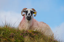 Irland - Frau Schaf von meleah