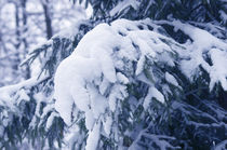 Snow Covered Winter Forest von Tanya Kurushova