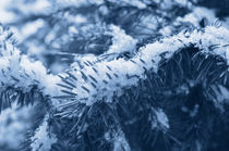 Close up Fir-Tree in Winter Forest by Tanya Kurushova