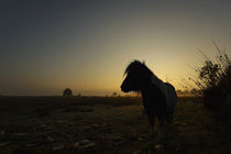 Ponny im Nebel by Uwe Hennig