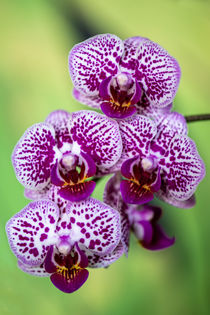 Orchidee von Steffen Gierok
