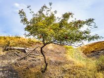 Vogelbeerbaum oder Eberesche, Sorbus aucuparia von ullrichg