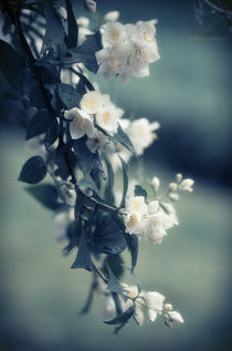 Jasmin Flowers in Summer Garden by Tanya Kurushova