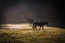 Pferde im Herbstnebel von Renate Dohr