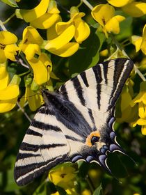 Segelfalter Iphiclides podalirius von Rainer Clemens Merk