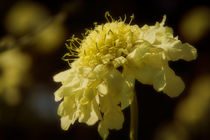 Blüte von Manuela Haake