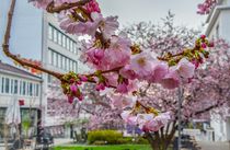 Frühling in Kassel von Jörg Conrad