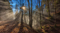 Forest walk with Sunrays von Peter Fröhlich