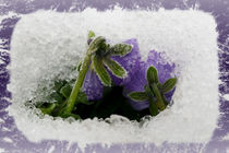'Two purple pansies' by feiermar