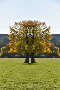 herbstlicher Riese by alana