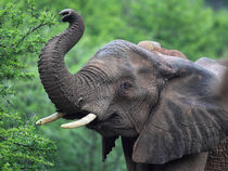 Elefant in Südafrika von Dirk Rüter