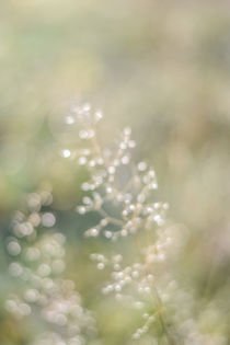 Gras mit Tautropfen von Tobia Nooke