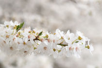 Kirschblüte | cherry blossom von Tobia Nooke