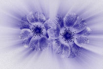 'Flower in blue' by feiermar