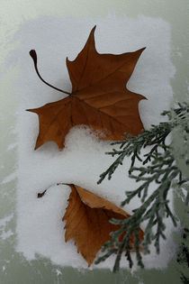'Maple leaves' by feiermar