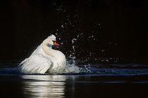 Höckerschwan (Cygnus olor) by Dirk Rüter