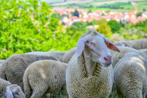 Relaxed sheep 016419 von Mario Fichtner
