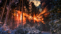 Wintermärchenlandschaft im Wald von mindscapephotos